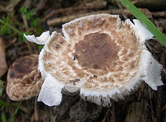 Agaricus impudicus   (Rea)  Pilt